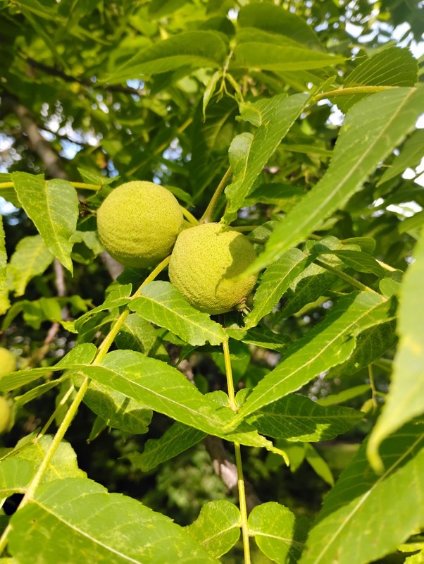 Unripened Green Black Walnuts In Green Hull Fresh Hand Picked Ohio Grown 4 Lb gallery