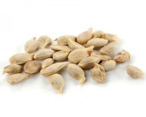 50 Green Lemon Seeds & 30 leaves,Lemon Tree Seed Citrus limon Heirloom Organic gallery