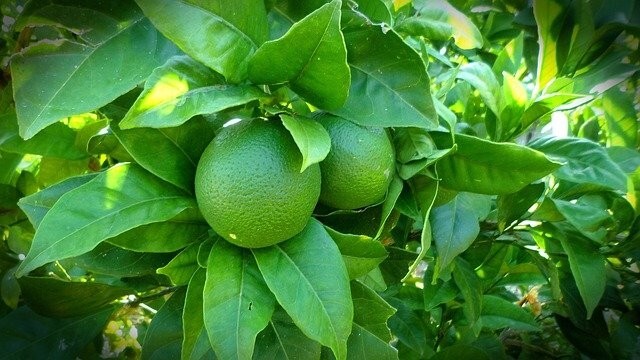 50 Green Lemon Seeds & 30 leaves,Lemon Tree Seed Citrus limon Heirloom Organic gallery