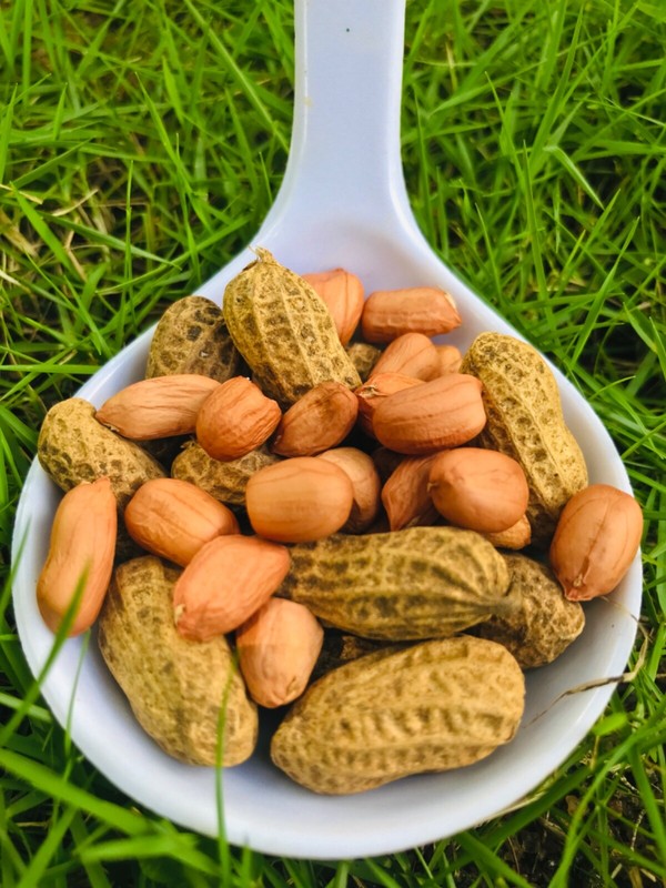 100% Natural Groundnut Fresh Whole Raw Peanuts Best quality dry fruits Raw, Unsa