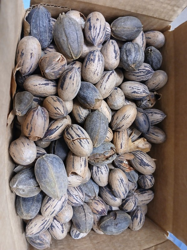 9x6x5 Shelled Organic Handpicked Pecans (5 lbs)