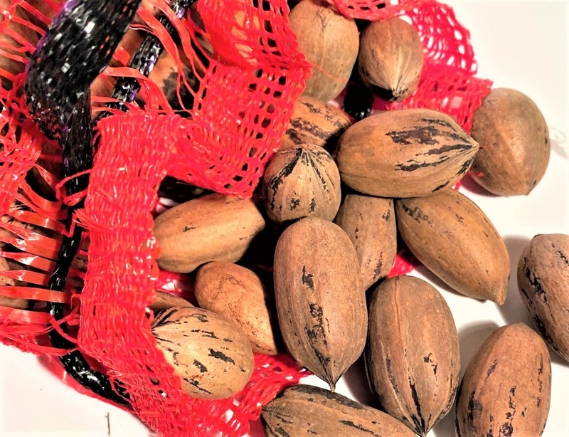 NEW CROP IN-SHELL PAWNEE PECANS 5 LB BAG