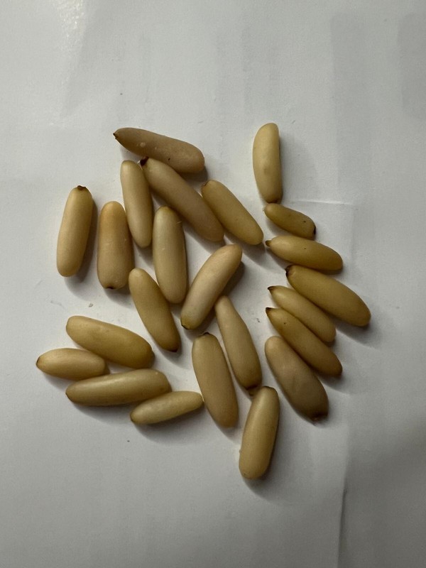 Pine Nut (Chilgoza) Without Shell Premium quality Pine Nut Organic A+ Grade 150g gallery