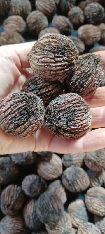 Black Walnuts 15 Lbs hulled, in shell fresh harvest 2025, GA Non GMO ORGANIC gallery