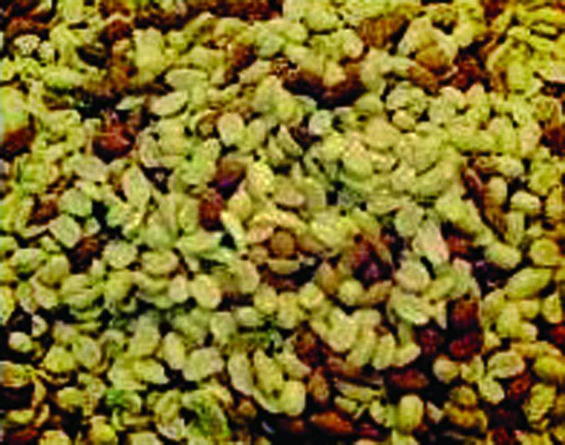 Shelled Peanuts 50 Lbs. Null