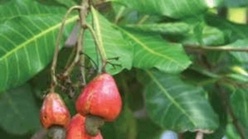 Cashew Nuts Roasted Salted Bottled (17.63oz) Ceylon Organic Premium Quality Nuts gallery