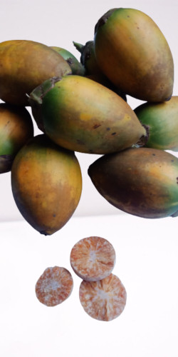 Organic Areca Nuts Natural Fresh & Dried High Quality Ceylon Betal Nuts gallery