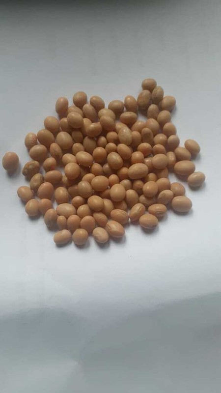 Organic Highly Nutritional Soya Beans For Tofu soy milk making No Preservatives gallery