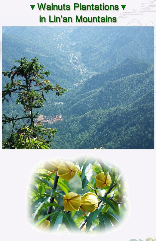 Chinese Walnuts,Linan Mountain Walnut kernels,Walnut Meat,3 Flavors,250g,临安山核桃仁 gallery