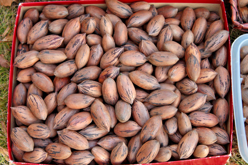 Hand-Picked GA Pecans — MANY Cultivars — 2 LB Sorted Variety Pack gallery