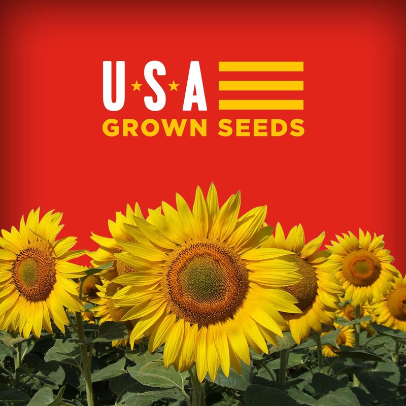 BIGS Cheeseburger Sunflower Seeds 12 Pack Keto Friendly Snack 5.35 Ounces gallery