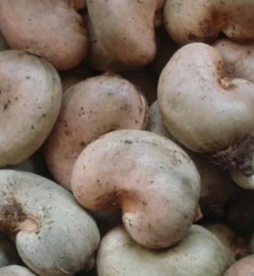 Sri Lankan Natural Cashew Nuts (Baking) gallery