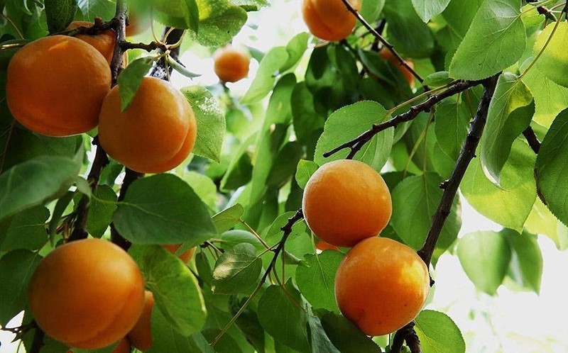 Organic BITTER Apricot Kernels 16 Oz, Whole Raw Apricot Seeds, Sun Dried, Kosher gallery