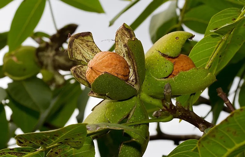 Organic Pakistani Walnuts with shell.premium Quality, fresh crop 1 kg gallery