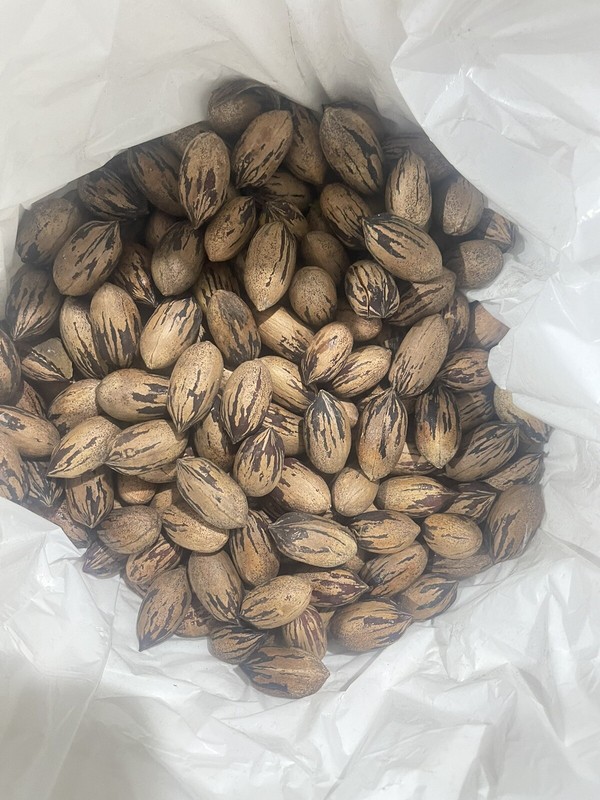 Fresh North Carolina Pecans In Shell 3 Pounds 2024 fresh organic Pecans