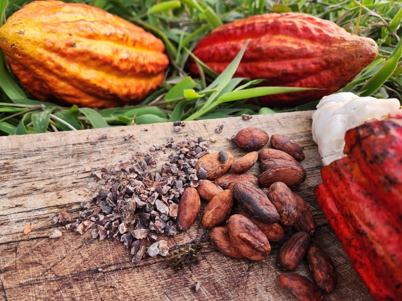 Raw Cacao Beans, 16 OZ, 454GR, 100% CACAO gallery