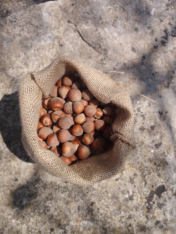 Freshly Harvest Terra Alta (Spain) mixed varieties Grown Hazelnuts in Shell gallery