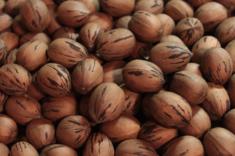 Organic, Hand-Picked "MoneyMaker" Pecans Fresh from the Tree - 10 LBS gallery
