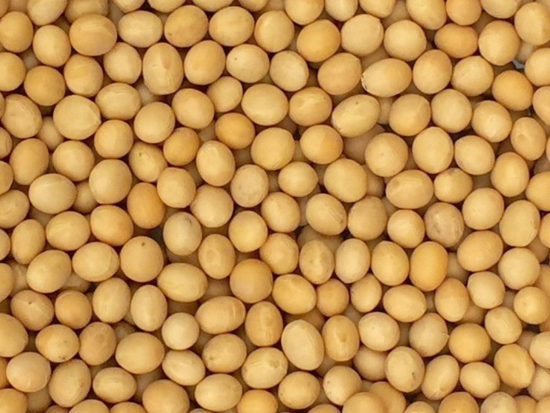 Premium Grade Non-Gmo Soybeans (5 Pounds) - Great for Soy Milk and Tofu - Produc gallery