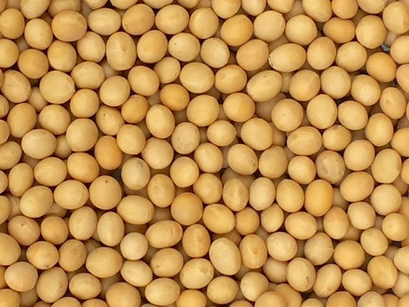 Premium Grade Non-gmo Soybeans (5 Pounds) – Great For Soy Milk And Tofu – Newest