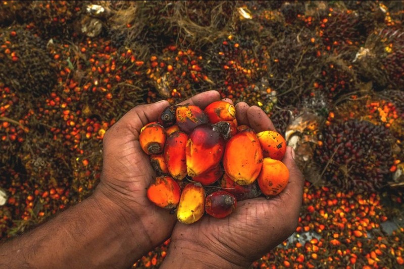Cracked Palm Kernel Nuts – Nigeria Export, High Oil Content, Sun Dried Bulk gallery