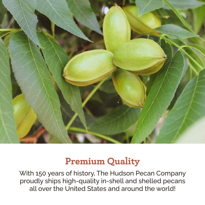 Georgia Grown Pecans - Premium In-Shell Nuts, Gluten-Free, Keto Snack, 5lb Bag gallery
