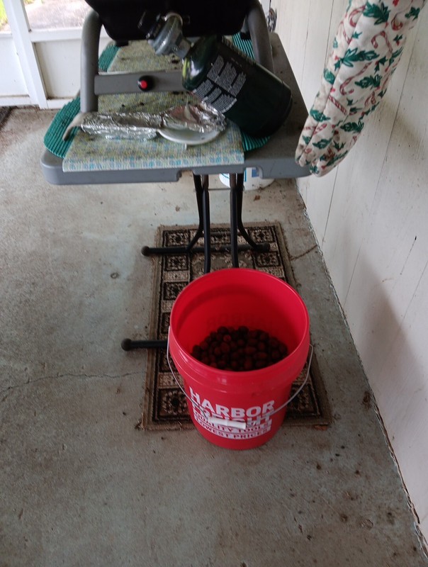 Half Bucket Of Pecans