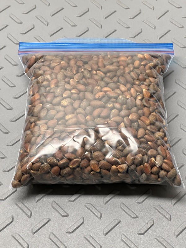 1 LBS RAW New Mexico Piñon, Pinon Pine Nuts, Flavorful, Sweet, Soft Shells😁😊😍 gallery