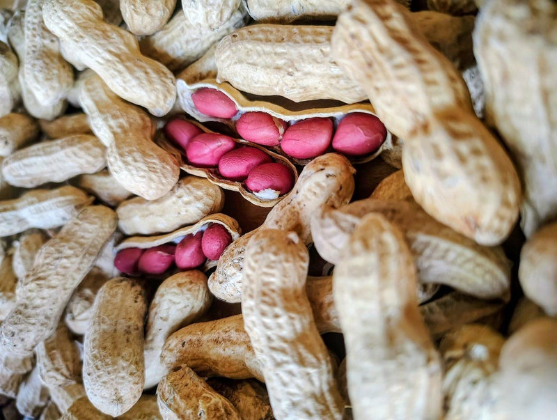 Heirloom Red Valencia Peanut