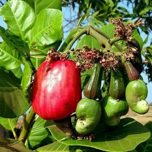 Oven Cashews Premium Quality Cashew Nuts 1kg Fresh Cashews Roasted Sri Lankan gallery