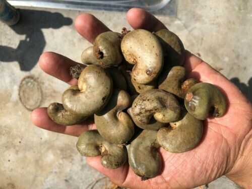 Dried Ceylon Cashew Nuts Eat and Shells as Bug Repellent gallery