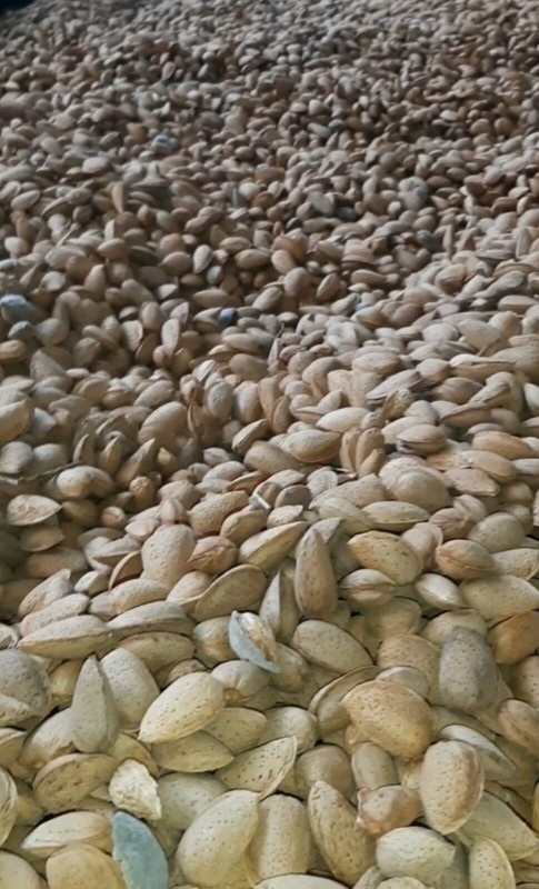 Nuts Organic Whole Raw Almonds - Bulgaria 500 grams gallery