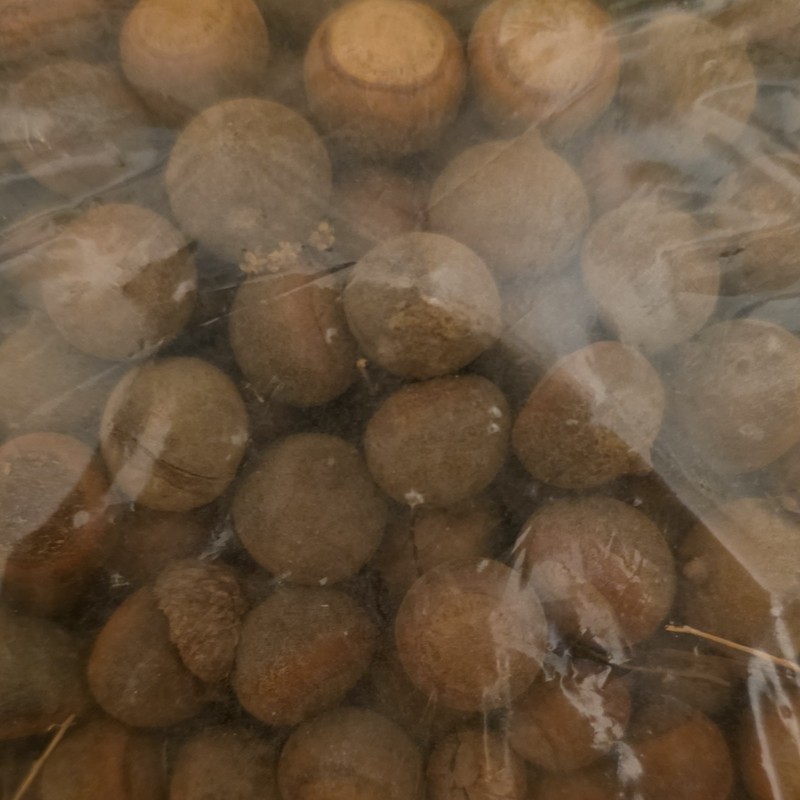 10 oz Whole Acorns Baking Nut & Seed in Resealable Bag Pantry Tree Nut gallery