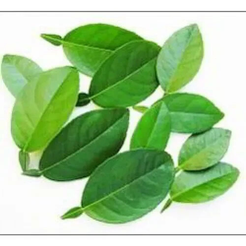50 Green Lemon Seeds & 30 leaves,Lemon Tree Seed Citrus limon Heirloom Organic gallery