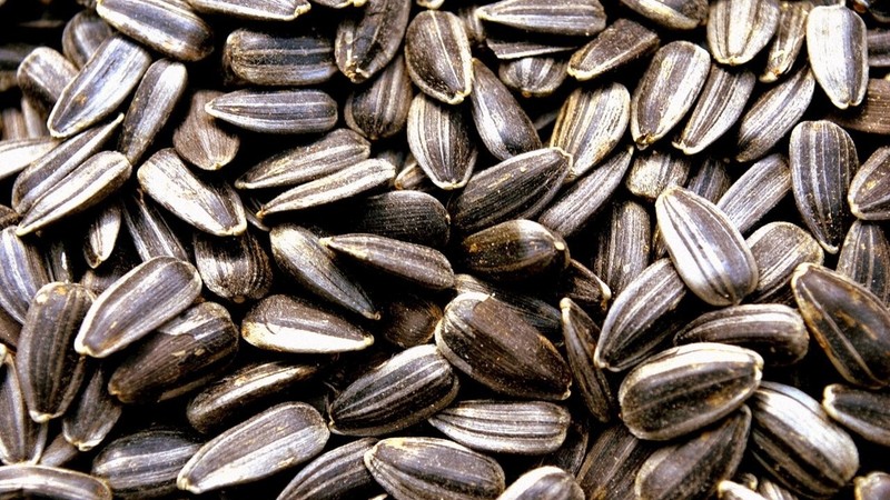 Sunflower Roasted Seeds Unsalted Healthy Natural Vegan Snack ,400gm لب سورى gallery