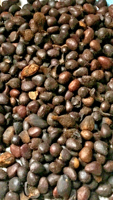 Cracked Palm Kernel Nuts – Nigeria Export, High Oil Content, Sun Dried Bulk gallery