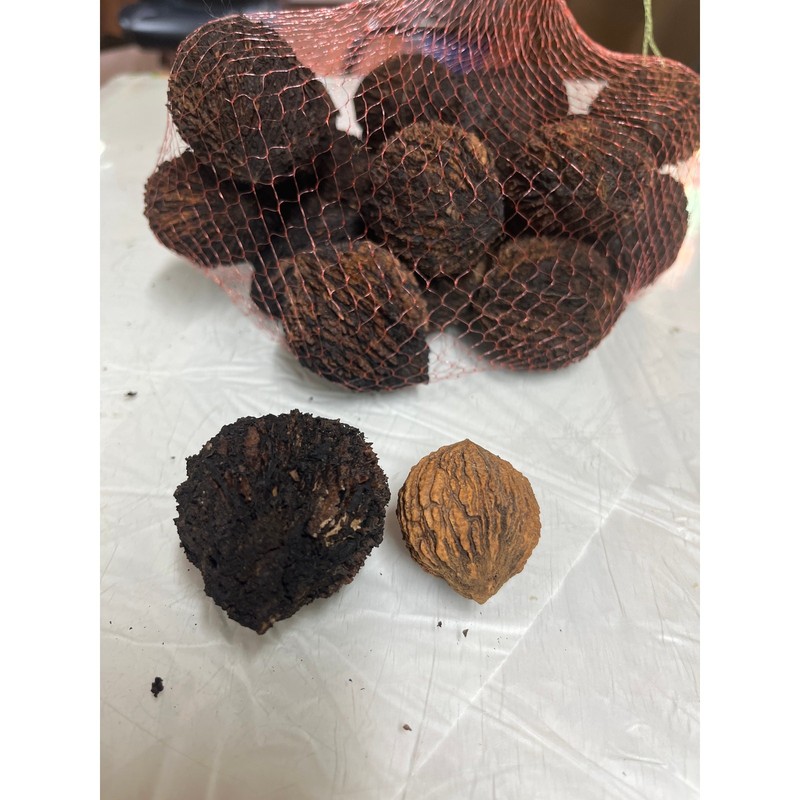1 lb of Huge Jubo Black Walnuts in shell 2025 crop. desserts, Squirrells crafts