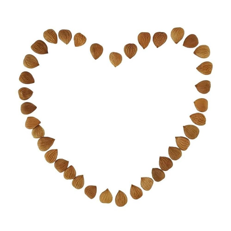 Organic BITTER Apricot Kernels 16 Oz, Whole Raw Apricot Seeds, Sun Dried, Kosher gallery