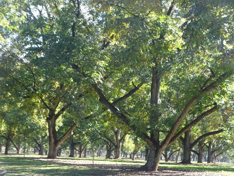 5 lb Georgia Pecans – USDA Certified, Antioxidant-Rich Goodness gallery