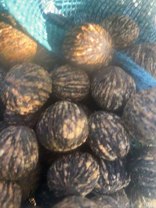 Premium Black Walnuts In-Shell (1 pound) Wild Foraged 2025 E. Tenn Float Tested gallery