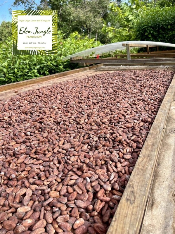 Cacao Beans – Nibs Roasted & Shelled 100% Organic Single Origin 2kg (4.4lbs)