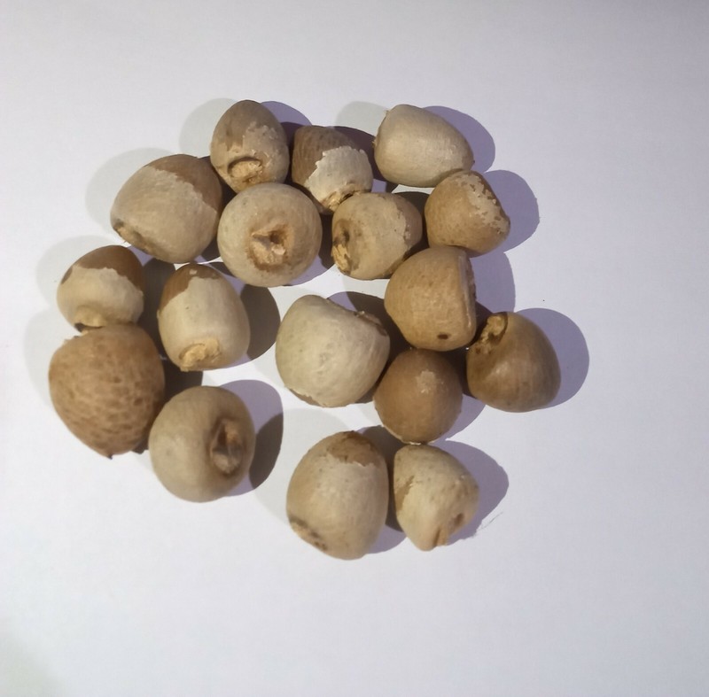 100% Organic new fresh Areca nut Areca catechu betel nut dried nuts whole free gallery