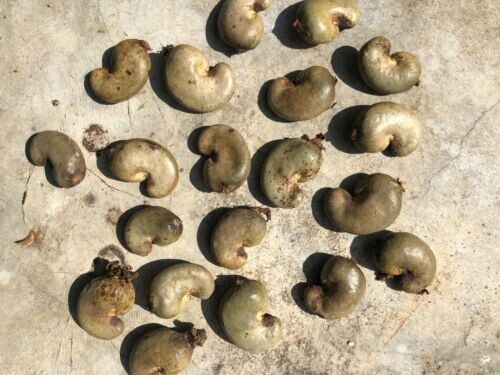 Dried Ceylon Cashew Nuts Eat and Shells as Bug Repellent gallery