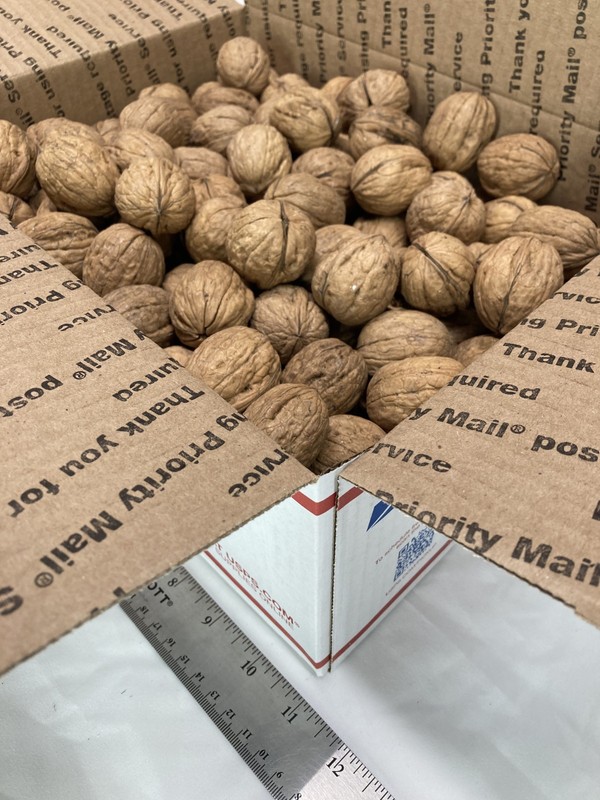 10 lbs California Chandler Walnuts in Shell Freshly Harvested November 2025 gallery