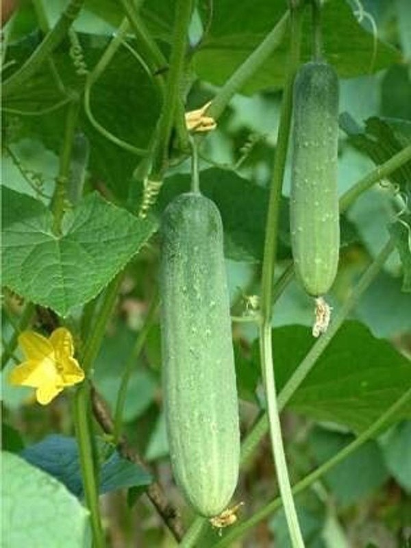 Cucumber Seeds Kheera Vegetable Seeds Hybrid Fresh Garden Plant Seeds Easy Grow