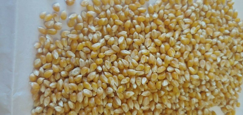 Bulk Dried Yellow Corn - 4 lbs gallery