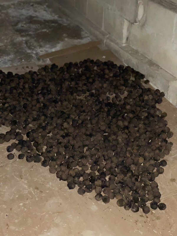 black walnuts in shell $8.00 per Pound! Shipping Will Depend On Weight