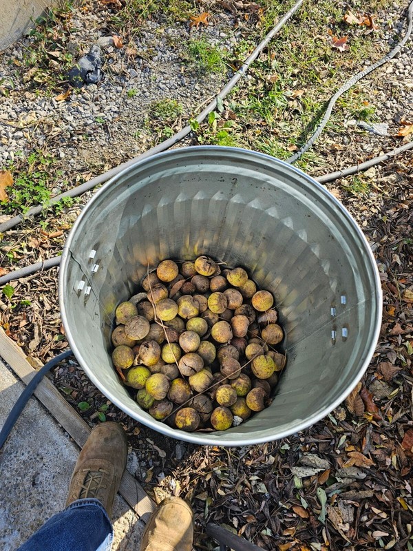 Premium Wild Foraged Black Walnuts Whole In Shell 2023 Harvest By The Pound gallery