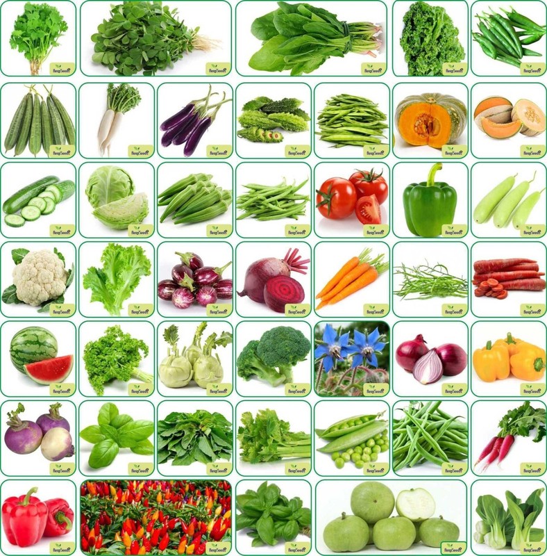 3500+ Vegetable Seeds 45 Varieties Organic Garden Seed Pack Fruits & Veggies