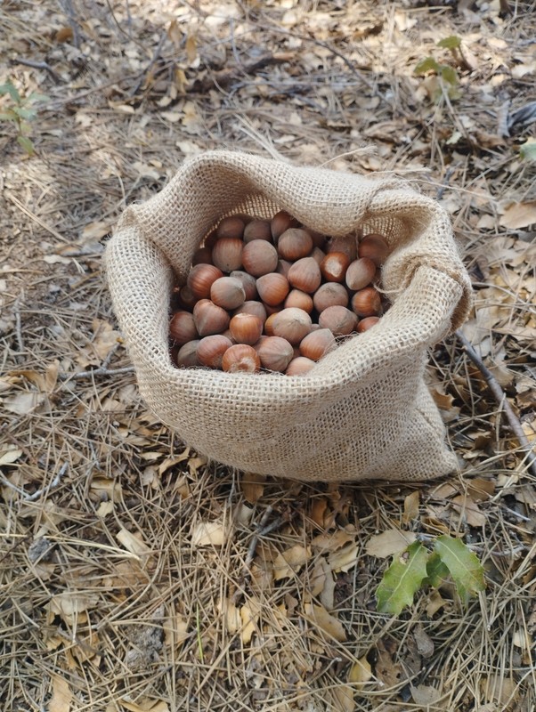 Freshly Harvest Terra Alta (Spain) mixed varieties Grown Hazelnuts in Shell gallery